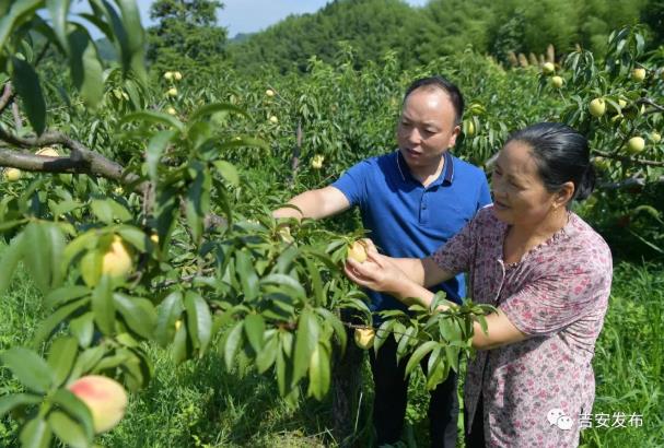 神山村村民彭夏英（右）在自家的黃桃果園內(nèi)查看黃桃生長情況