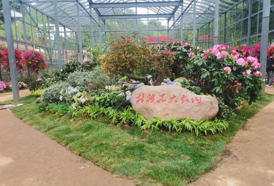 4月1日井岡山映山紅霞景區(qū)開(kāi)園！萬(wàn)畝杜鵑花海等你來(lái)打卡，附賞花攻略與常見(jiàn)問(wèn)題